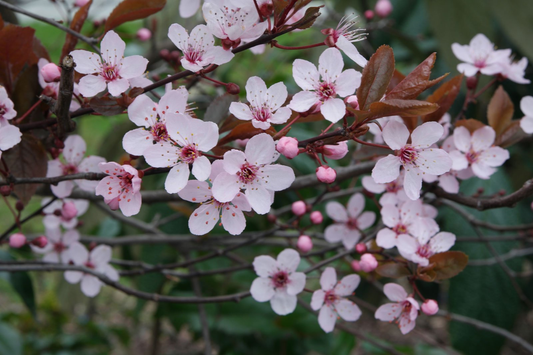 Prunus cerasifera - Kerspruimhaag blote wortel