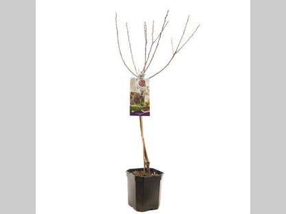 Prunus domestica Opal - Blauwe pruim dubbele u leivorm
