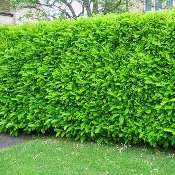 Prunus laur. Rotundifolia  - Laurierhaag