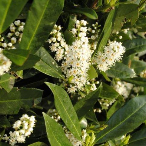 Prunus laurocerasus 'Caucasica'- Laurierkers-haag blote wortel
