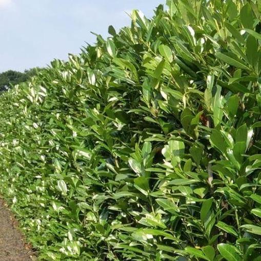 Dichte, groene heg van struikplanten met glanzende bladeren, perfect voor tuinomheining of privacy. Ideal voor tuinontwerp en natuurlijke scheidingslijn.