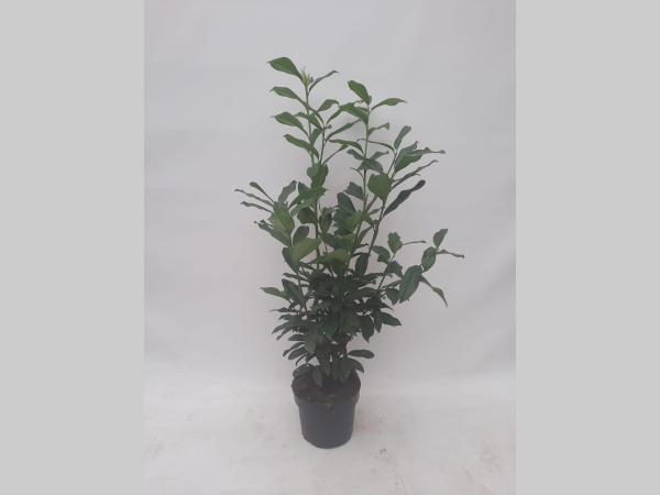Prunus laurocerasus Genolia in pot - Laurier