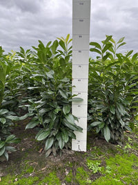 Prunus laurocerasus Genolia kluit 60-80cm