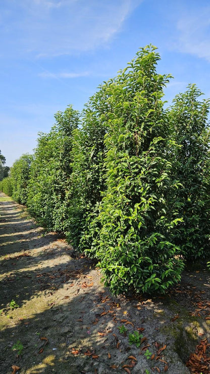 Prunus lusitanica 'Angustifolia' -Portugese Laurierhaag pakket 10 meter