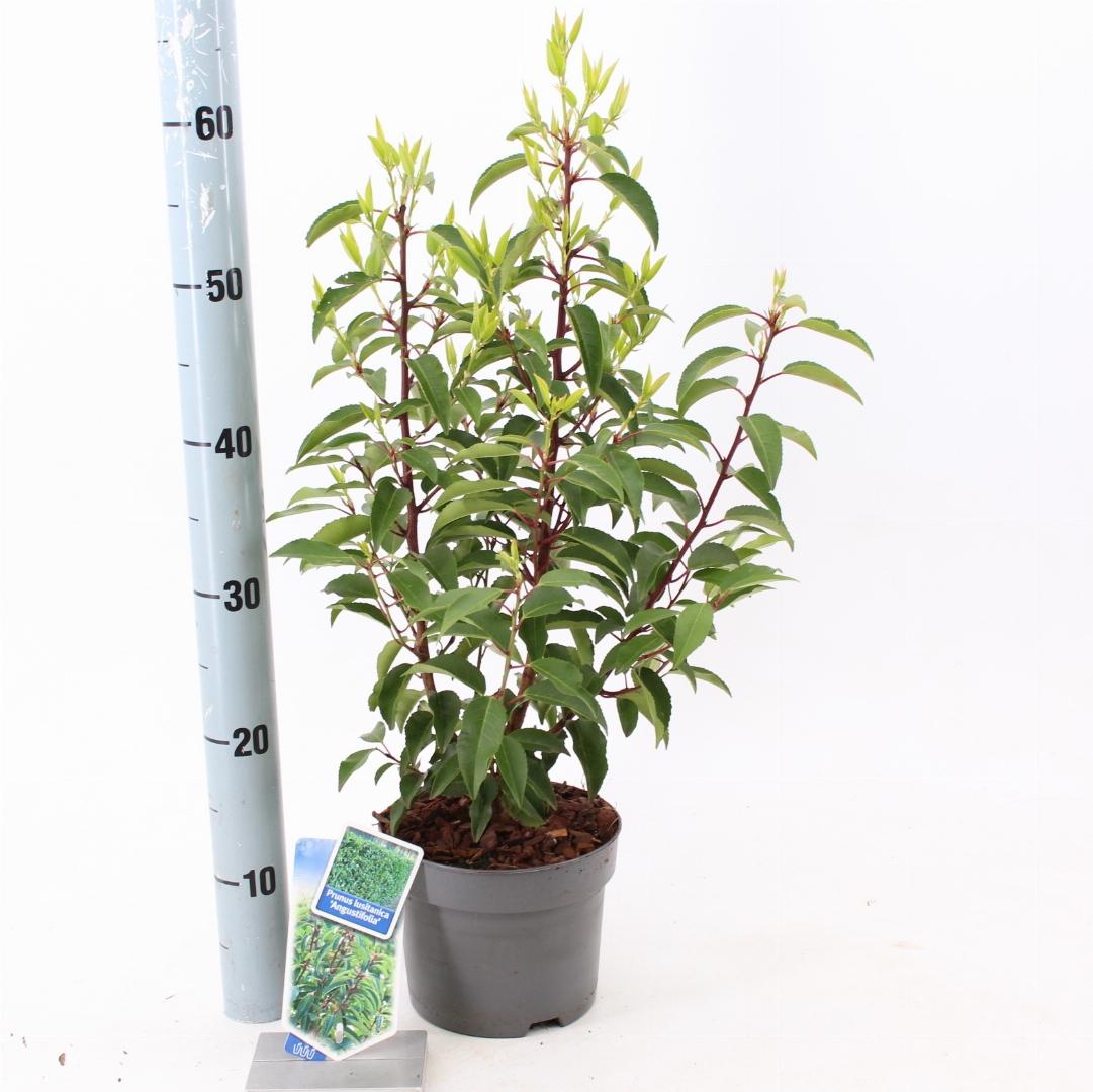 Prunus lusitanica 'Angustifolia' -Portugese Laurierhaag pakket 10 meter