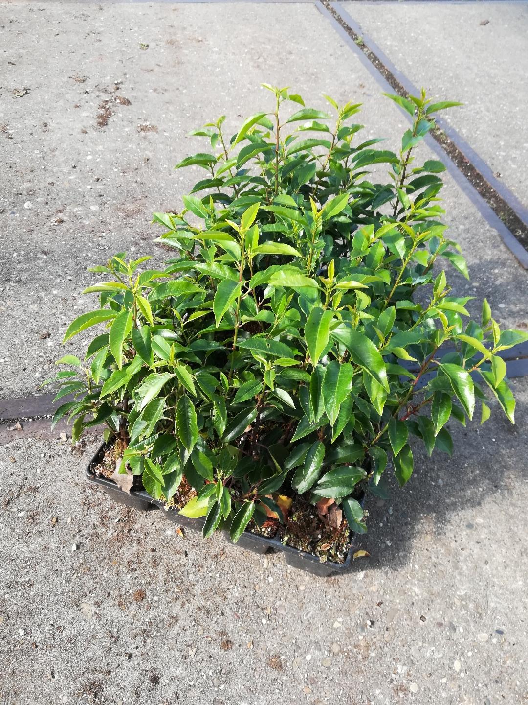 Prunus lusitanica 'Angustifolia' 20-30cm - Pakket voor 3 meter - 24 stuks