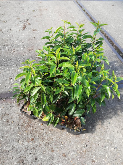 Prunus lusitanica 'Angustifolia' 20-30cm - Pakket voor 3 meter - 24 stuks