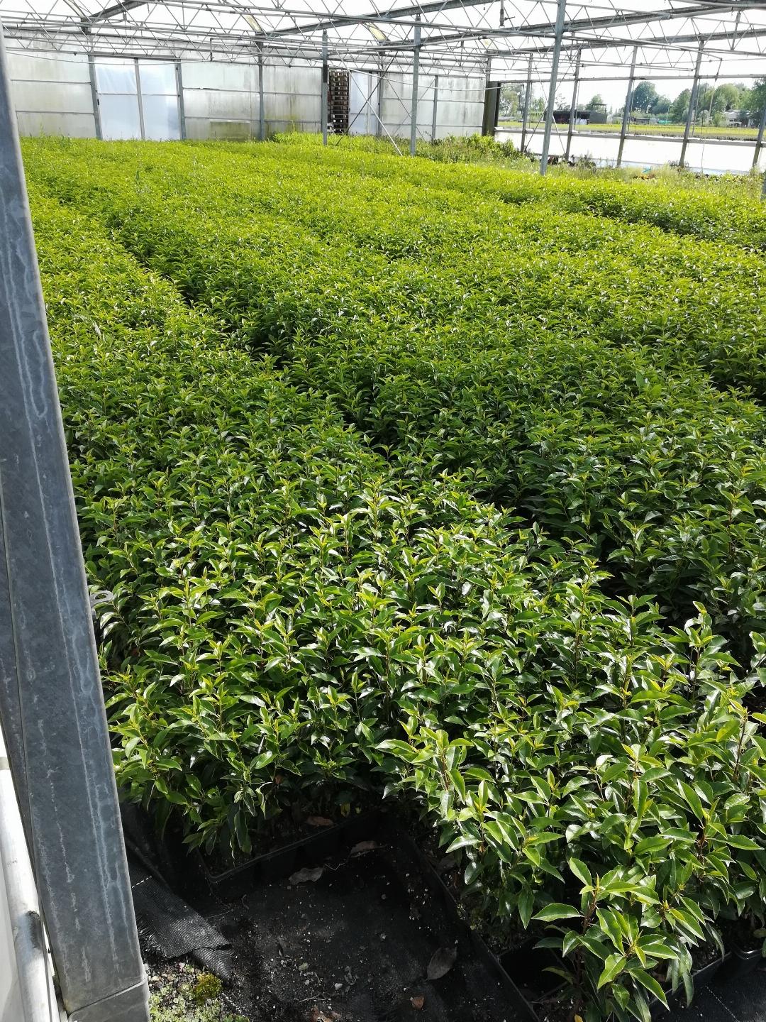 Prunus lusitanica 'Angustifolia' 20-30cm - Pakket voor 3 meter - 24 stuks