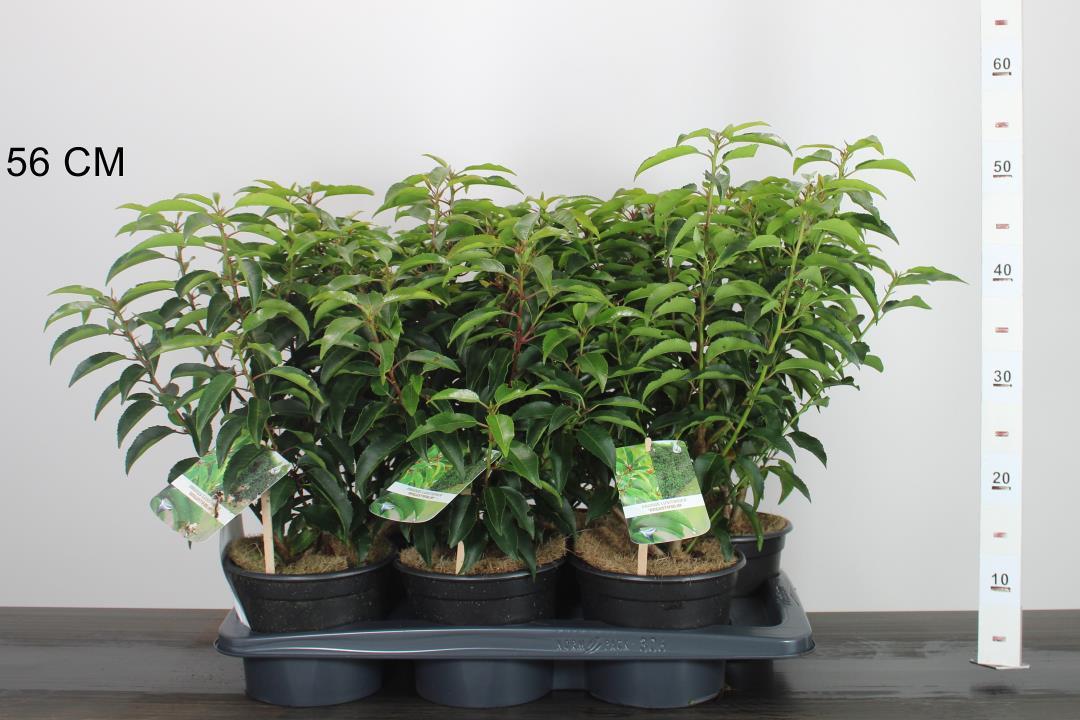 Prunus lusitanica 'Angustifolia' - portugese Laurier