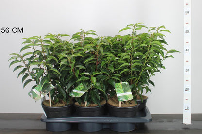 Prunus lusitanica 'Angustifolia' - portugese Laurier