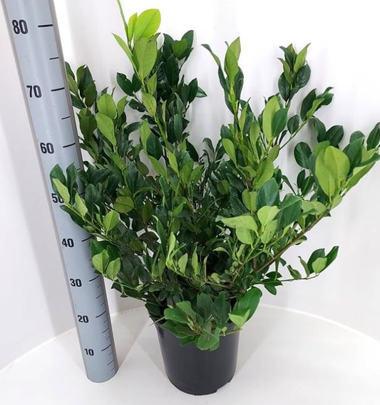 Prunus laurocerasus 'Mano' - Laurier XL POT