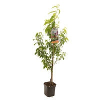 Prunus persica Peregrine - perzik laagstam