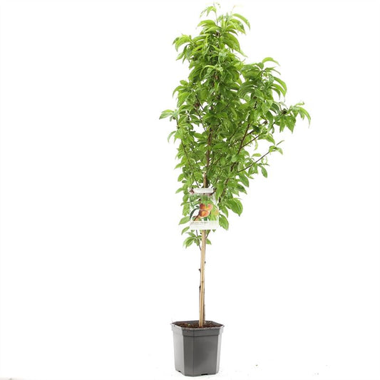 Prunus persica Saturn - Platte perzik laagstam