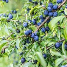 Prunus spinosa - Sleedoorn blote wortel