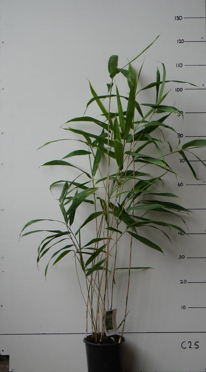 Pseudosasa japonica - Woekerende bamboe
