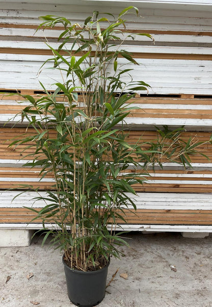 Pseudosasa japonica - Woekerende bamboe