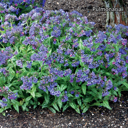 Borderpakket 'Schaduw' - 5m² - 50 planten