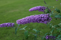 Buddleja 'Purple Chip' - Dwergvlinderstruik paars