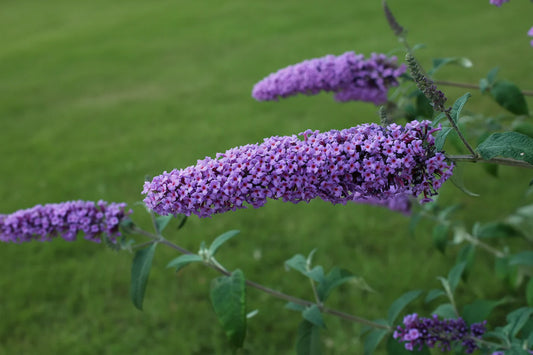Violette buddleia bloemen met rode centra, groene bladeren en takken tegen een zachte groene achtergrond. Perfect voor tuinversiering en insectenattractie.