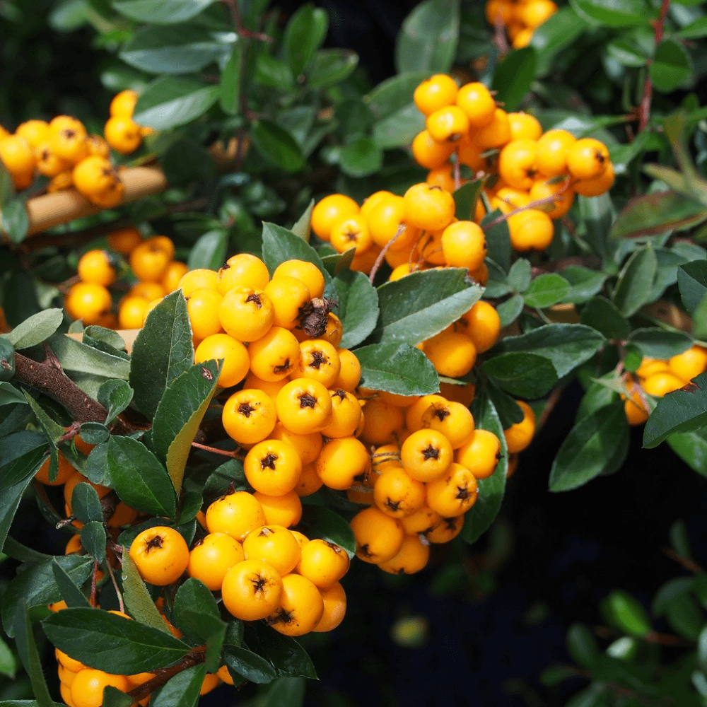 Pyracantha 'Golden Charmer' - Vuurdoorn