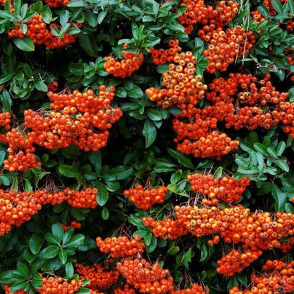 Pyracantha 'Orange Glow' - Vuurdoorn