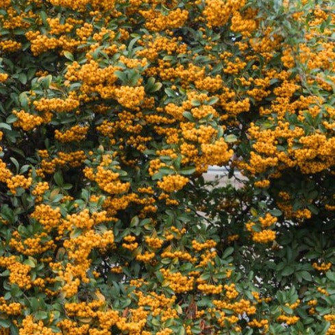 Pyracantha 'Soleil d'Or' - Vuurdoorn