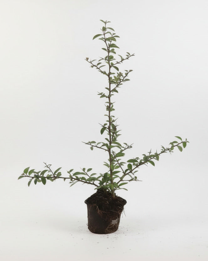 Pyracantha coccinea 'Red Column' - Vuurdoorn