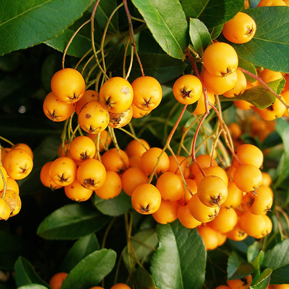Pyracantha 'Golden Charmer' - Vuurdoorn