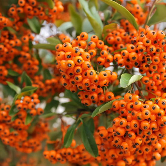 Vibrante oranje bessen met donkere stippen, omringd door groene bladeren. Perfect voor herfstdecoratie of als natuurlijke sfeercreatie in interieurs.