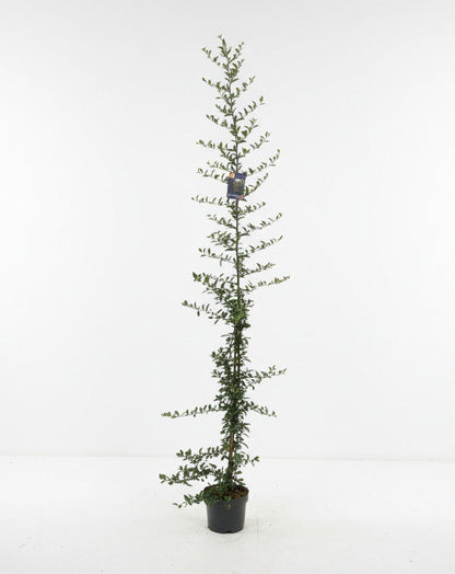 Pyracantha 'Soleil d'Or' - Vuurdoorn