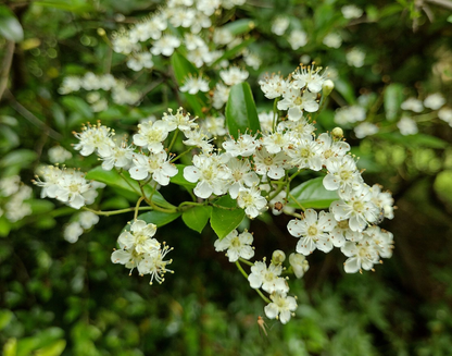 Pyracantha 'Orange Glow' - Vuurdoorn