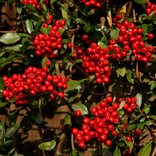 Rode hagebutten hangen in dichte kluitjes aan groene bladeren, geflankeerd door dunne spinnenwebben. Natuurlijke decoratie voor tuin- en interieurstijlen, perfect voor herfstdecoratie.