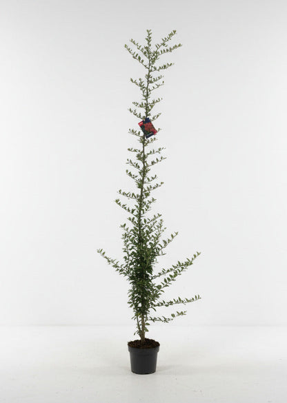 Pyracantha coccinea 'Red Column' - Vuurdoorn