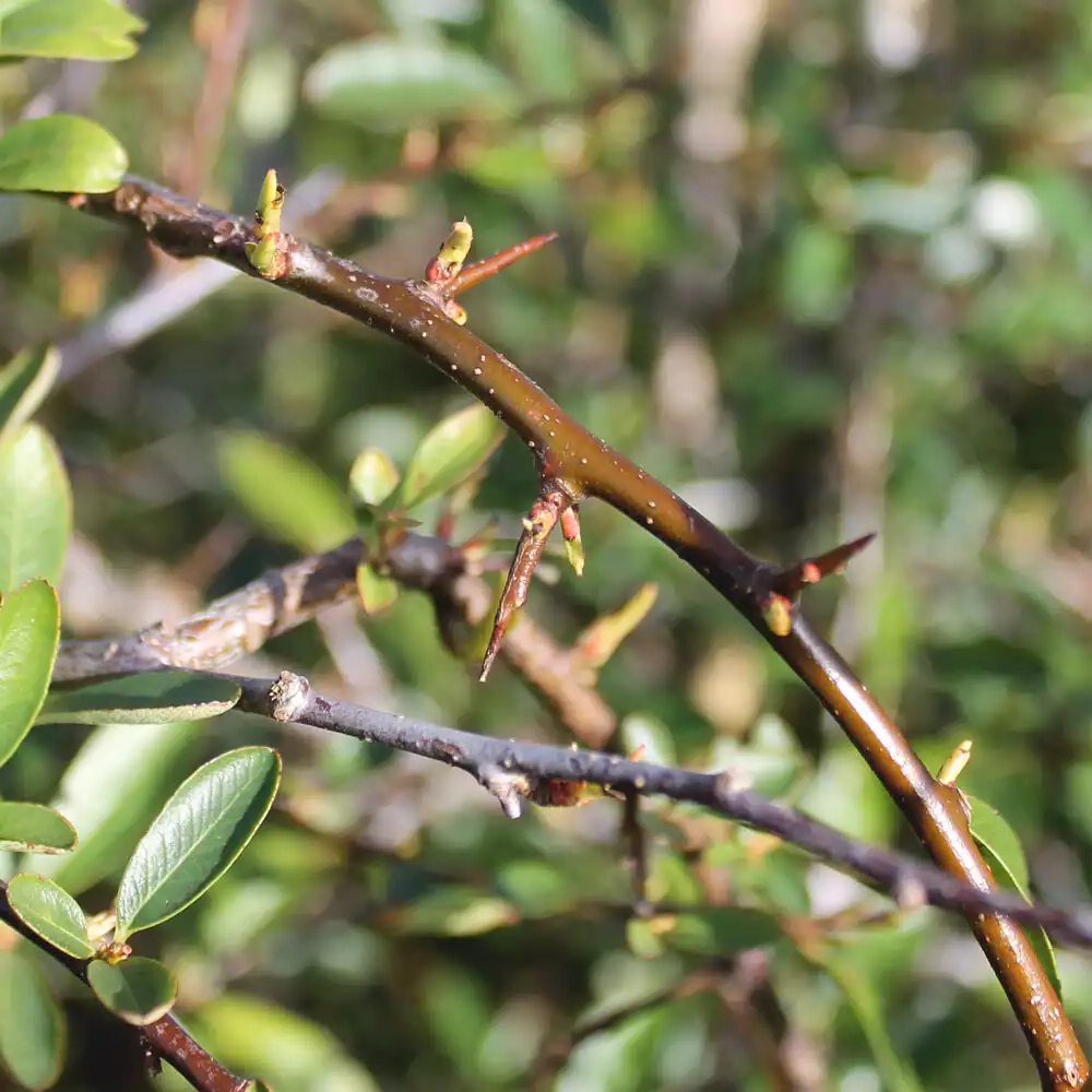 Pyracantha 'Orange Glow' - Vuurdoorn