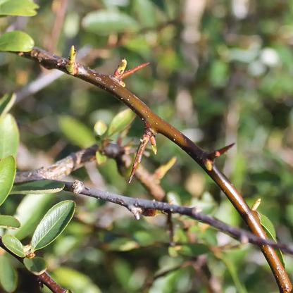 Pyracantha 'Golden Charmer' - Vuurdoorn