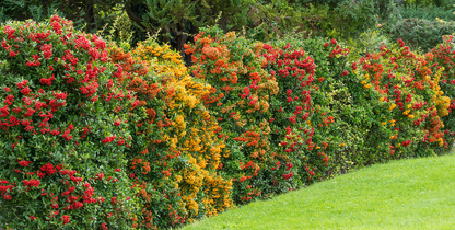 Pyracantha coccinea 'Red Column' - Vuurdoorn