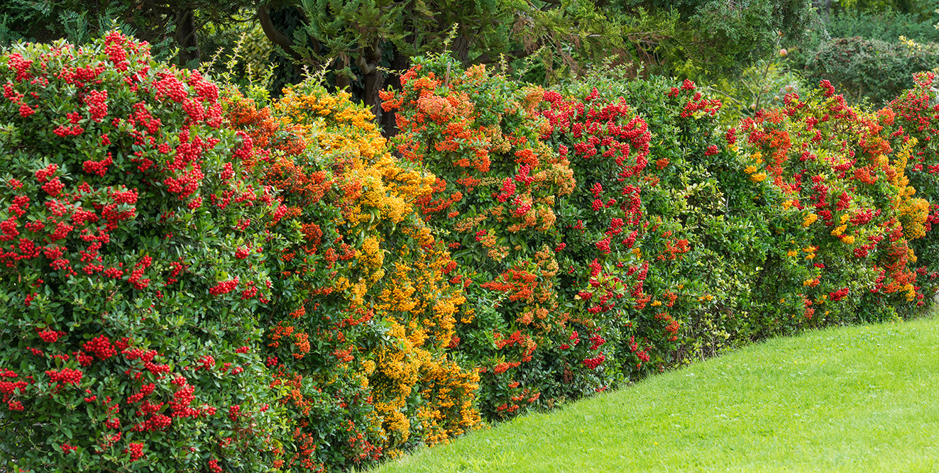 Pyracantha 'Soleil d'Or' - Vuurdoorn