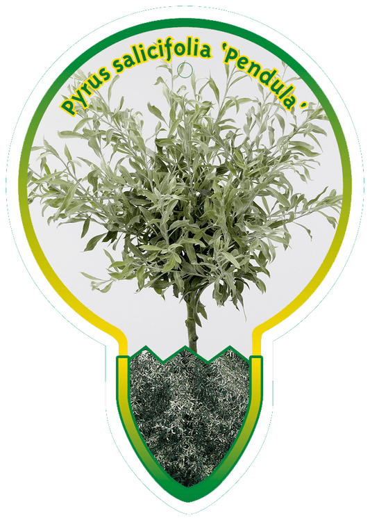Pyrus salicifolia 'Pendula' - Treurpeer op stam