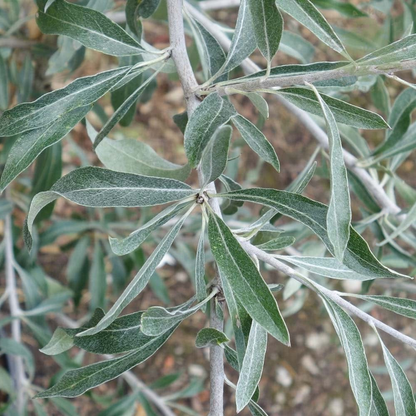Pyrus salicifolia 'Pendula' - Treurpeer op stam