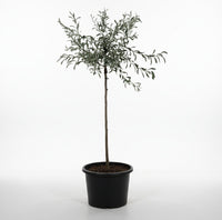 Pyrus salicifolia 'Pendula' - Treurpeer op stam
