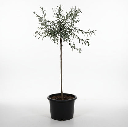 Pyrus salicifolia 'Pendula' - Treurpeer op stam