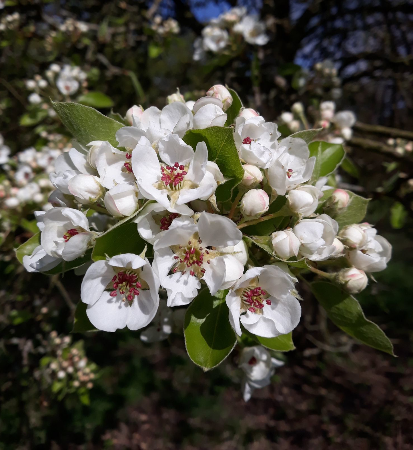Pyrus communis - Perenboomhaag blote wortel