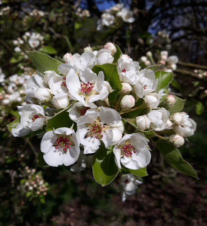 Pyrus communis - Perenboomhaag blote wortel