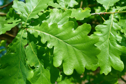 Quercus robur - Zomereik haag blote wortel