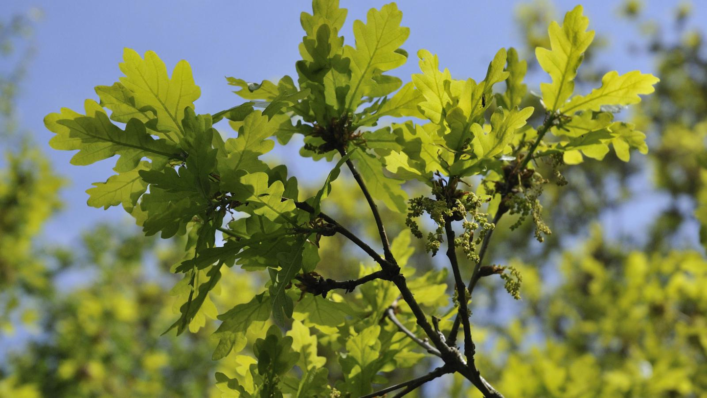 Quercus robur - Zomereik haag blote wortel