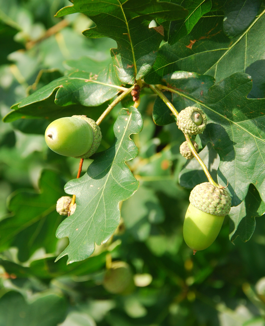 Groene eikbladeren met scherpe tanden en duidelijke nerven, zacht glanzend in zonlicht. Natuurlijke decoratie voor tuin- en landschapsprojecten.