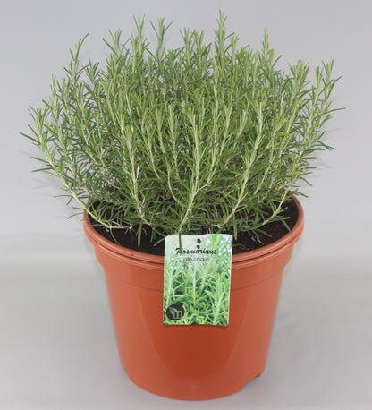 Rosmarinus officinalis - Rozemarijn