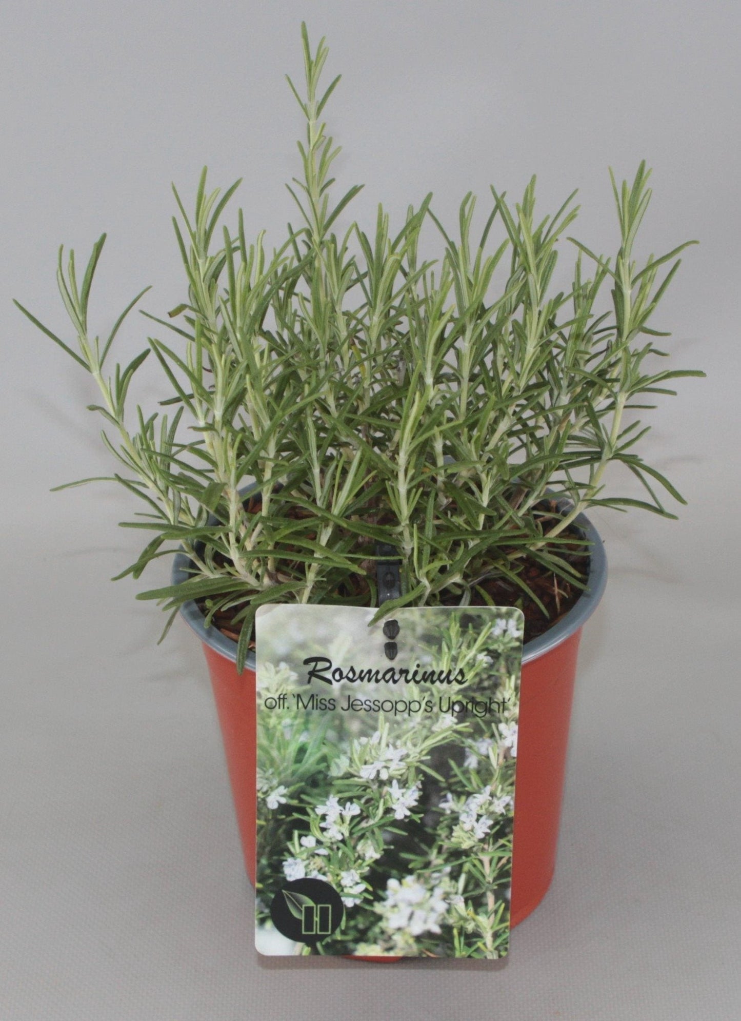Rosmarinus officinalis 'Miss Jessopp's Upright' - Rozemarijn