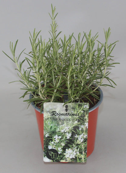 Rosmarinus officinalis 'Miss Jessopp's Upright' - Rozemarijn