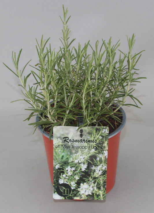 Rosmarinus officinalis 'Miss Jessopp's Upright' - Rozemarijn